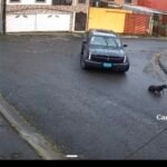 Investigan caso de atropello intencional a un perro en Paraíso de Cartago