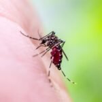 Salud confirma tercer caso chikungunya en el país