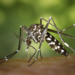 Salud da seguimiento a sexto caso de chikungunya